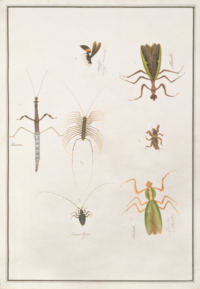 Zes geleedpotigen, uit Tekeningen van Dieren, Insecten en Reptielen uit Malakka, ca. 1805-18 door Chinese School